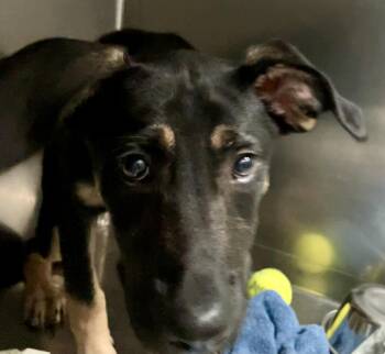 Eggroll -  Shepherd Dog for Adoption in Parma, Ohio - Eggroll | PetCurious
