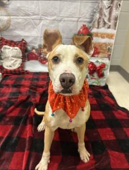 Mixed Breed Dogs Available for Adoption - BETH | PetCurious