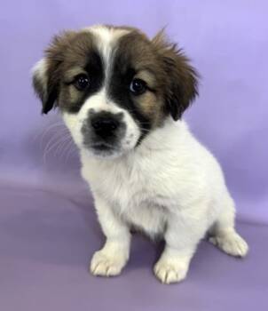 Rescue Pomeranian and Great Pyrenees Dogs for Adoption in Morton Grove, Illinois - Green Bean | PetCurious