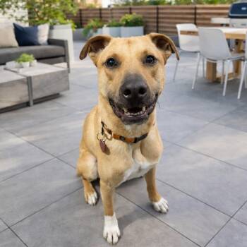 Black Mouth Cur Dogs Available for Adoption -  Rover | PetCurious