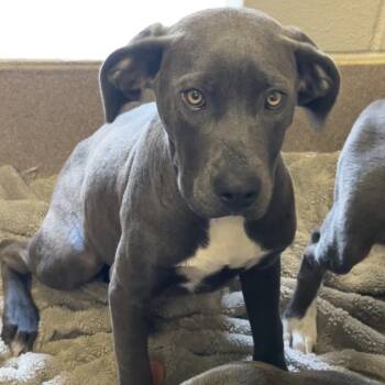 Labrador Retriever Dogs Available for Adoption in Hinesville, Georgia - Helga | PetCurious