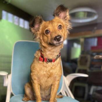 Rescue Chiweenie and Dachshund Dogs for Adoption in Cupertino, California - ROSALEE | PetCurious