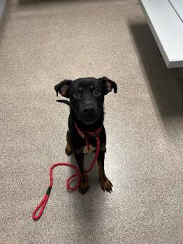 Max -  Doberman Pinscher and Shepherd Dog for Adoption in Troy, Ohio - Max | PetCurious