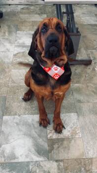 Lady -  Bloodhound Dog for Adoption in Hartford City, Indiana - Lady | PetCurious