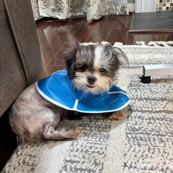 Shih Tzu Dogs Available for Adoption in Waterford, New Jersey - CLOVER | PetCurious