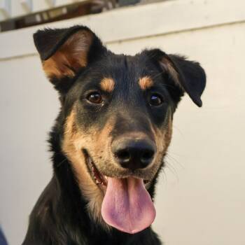 Rescue Husky and Shepherd Dogs for Adoption in Austin, Texas - Ghost JuM | PetCurious