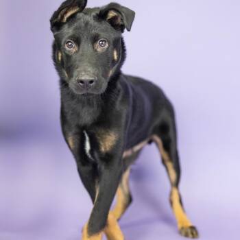 Barrett -  German Shepherd Dog Dog for Adoption in Portland, Oregon - Barrett | PetCurious