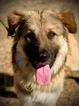 Copper A061201 -  Anatolian Shepherd Dog for Adoption in San Andreas, California - Copper A061201 | PetCurious