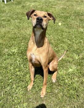 Greyhound and Great Dane Dogs Available for Adoption in Kalamazoo, Michigan - MURPHY | PetCurious