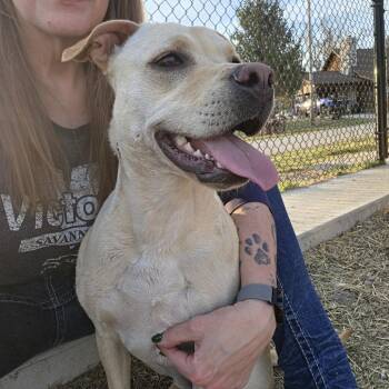 Reba Rose Sunshine -  Yellow Labrador Retriever and Boxer Dog Available for Adoption in Olathe, Kansas - Reba Rose Sunshine | PetCurious