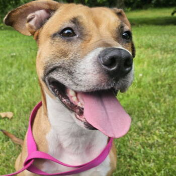 Rescue Pit Bull Terrier and American Staffordshire Terrier Dogs for Adoption in Baltimore, Maryland - Marnie | PetCurious