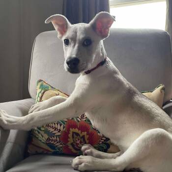 Rescue Shepherd Dogs for Adoption in Blacksburg, Virginia - Barry | PetCurious