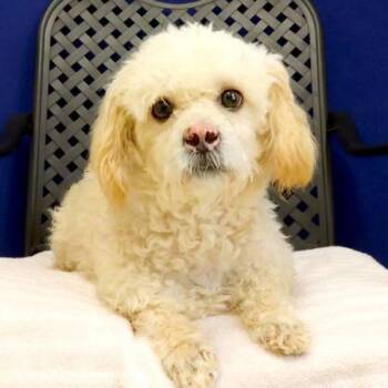 Kie -  Bichon Frise Dog for Adoption in Fort Davis, Texas - Kie | PetCurious