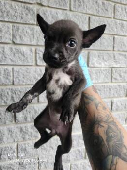 ARGENTINA -  American Staffordshire Terrier Dog for Adoption in San Antonio, Texas - ARGENTINA | PetCurious