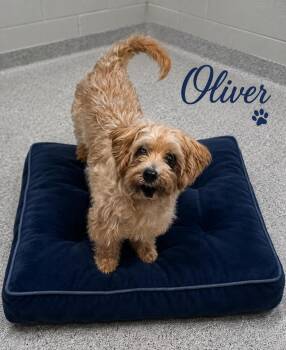 Oliver -  Maltese and Shih Tzu Dog for Adoption in Momence, Illinois - Oliver | PetCurious