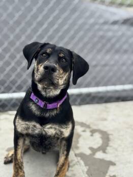 Rescue Rottweiler Dogs for Adoption in Hackensack, Minnesota - Socks | PetCurious