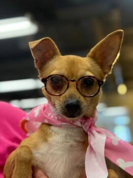 Rose-One of our Amazing Rescue Dogs -  Chihuahua and Mixed Breed Dog for Adoption in Carlsbad, California - Rose-One Of Our Amazing Rescue Dogs | PetCurious