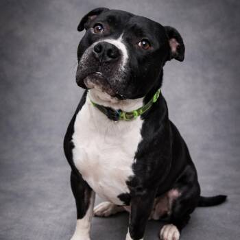 Mixed Breed Dogs Available for Adoption in Henderson, Kentucky - Arni | PetCurious