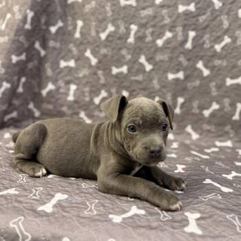Mustard Seed -  Pit Bull Terrier Dog for Adoption in Allentown, Pennsylvania - Mustard Seed | PetCurious