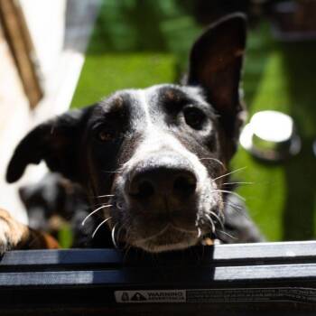 Shepherd Dogs Available for Adoption - Spade | PetCurious