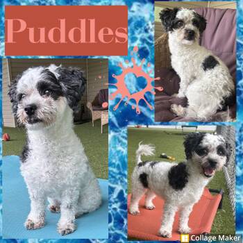 Puddles -  Shih Tzu and Maltese Dog for Adoption in Clearfield, Pennsylvania - Puddles | PetCurious