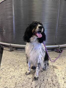 Available for Adoption - Emmy Lou (IL, USA) -  English Setter Dog for Adoption in Chelsea, Michigan - Available For Adoption - Emmy Lou (IL, USA) | PetCurious