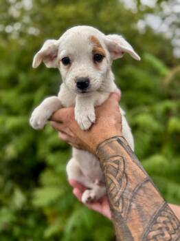 French fry -  Australian Shepherd and Beagle Dog for Adoption in Iron Ridge, Wisconsin - French Fry | PetCurious