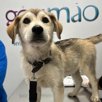 Husky and Mixed Breed Dogs Available for Adoption - Ghost | PetCurious