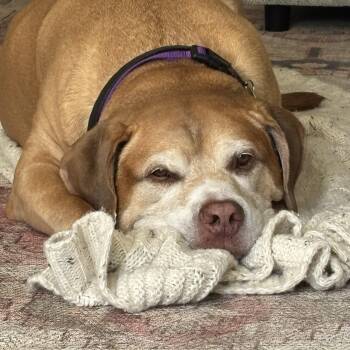 Major -  Labrador Retriever Dog for Adoption in Avondale, Pennsylvania - Major | PetCurious
