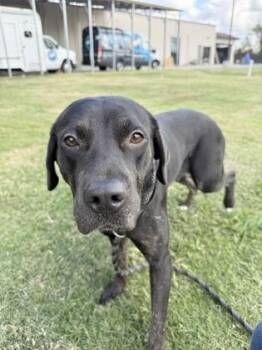 Labrador Retriever Dogs Available for Adoption - Short (158018) (In A Foster Home) | PetCurious