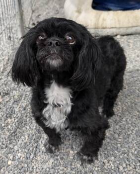 Shih Tzu and Mixed Breed Dogs Available for Adoption - Coco | PetCurious