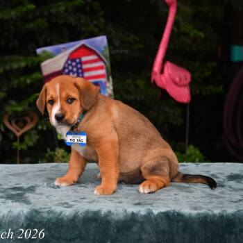 Tic Tac -  Labrador Retriever Dog for Adoption in Wake Forest, North Carolina - Tic Tac | PetCurious