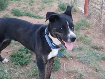 Mo -  Siberian Husky and Australian Shepherd Dog for Adoption in Moriarty, New Mexico - Mo | PetCurious