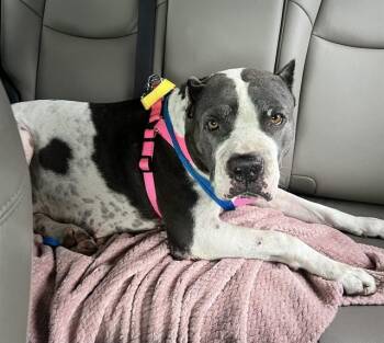 MELEYS -  American Staffordshire Terrier Dog for Adoption in Fort Lauderdale, Florida - MELEYS | PetCurious