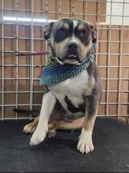 Rescue American Bully Dogs for Adoption in Santa Clarita, California - Beefy | PetCurious