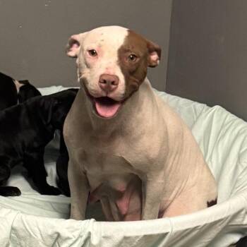 Crown Royale -  Terrier Dog for Adoption in St. Louis, Missouri - Crown Royale | PetCurious