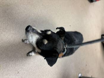 Geo Metro -  Mixed Breed Dog for Adoption in Chamblee, Georgia - Geo Metro | PetCurious