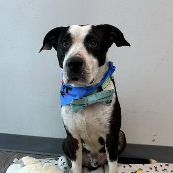 Babe Ruth, home run Bestie -  American Staffordshire Terrier and Boston Terrier Dog for Adoption in Houston, Texas - Babe Ruth, Home Run Bestie | PetCurious