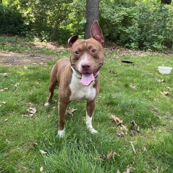 Zeus -  Pit Bull Terrier Dog for Adoption in Bristol, Indiana - Zeus | PetCurious