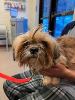 Chewie -  Shih Tzu Dog for Adoption in Portland, Maine - Chewie | PetCurious