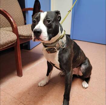 American Staffordshire Terrier Dogs Available for Adoption - Valentino | PetCurious