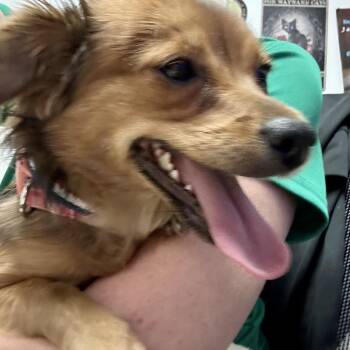 Chihuahua Dogs Available for Adoption in Salt Lake City, Utah - Ramona | PetCurious