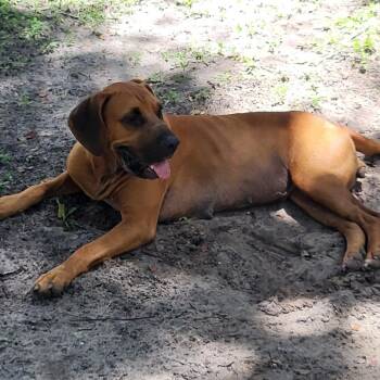 Bloodhound Dogs Available for Adoption - Delilah | PetCurious