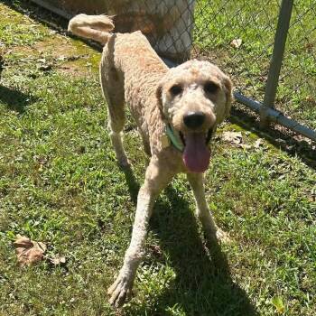 Gordon -  Mixed Breed Dog for Adoption in Watertown, Wisconsin - Gordon | PetCurious