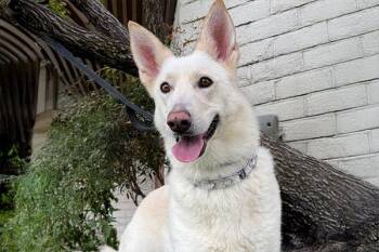 Rescue German Shepherd Dog Dogs for Adoption in Newport Beach, California - Audrey | PetCurious