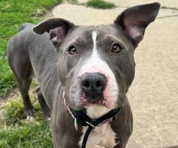 Bree -  Pit Bull Terrier Dog for Adoption in Euclid, Ohio - Bree | PetCurious
