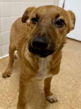 Rescue Terrier and Mixed Breed Dogs for Adoption in San Antonio, Texas - Sandy | PetCurious