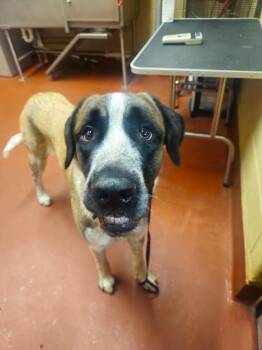 Kojo -  Mixed Breed Dog for Adoption in Douglasville, Georgia - Kojo | PetCurious