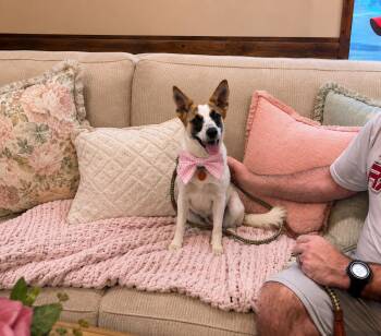 Jack Russell Fox Terrier (JACKAFOX - designer pup -  Parson Russell Terrier and Fox Terrier Dog for Adoption in Mount Laurel Township, New Jersey - Jack Russell Fox Terrier (JACKAFOX - Designer Pup | PetCurious