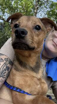 Junior -  Chihuahua Dog for Adoption in Westwood, New Jersey - Junior | PetCurious